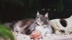 Ako kŕmenie maine coon, plná diéta